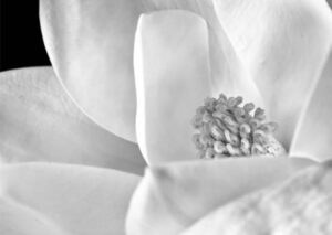 PYF001 - Flor
