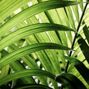 PYF075 - Plantas