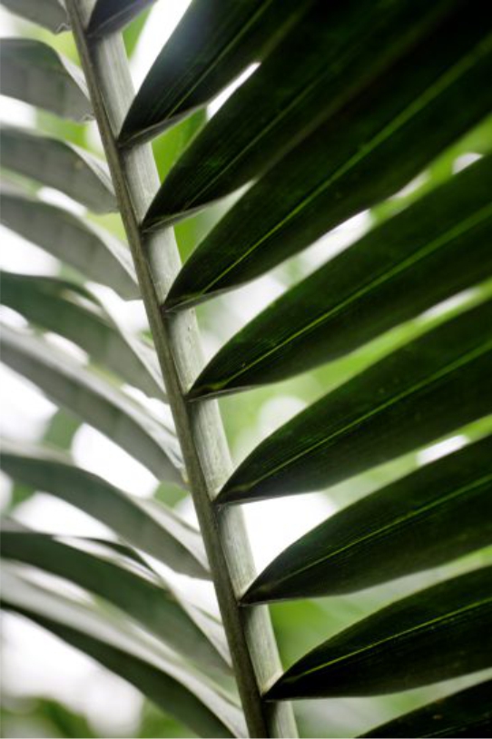 PYF076 - Plantas