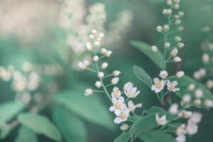 PYF079 - Plantas
