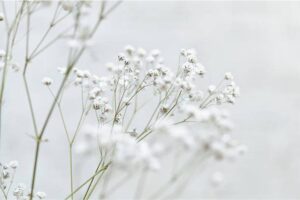 PYF008 - Flores