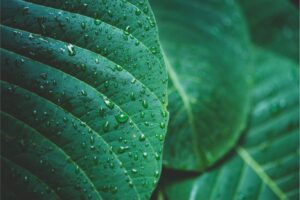 PYF083 - Plantas