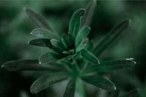 PYF085 - Plantas