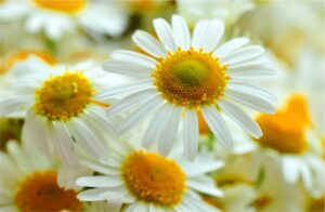 PYF090 - Flores