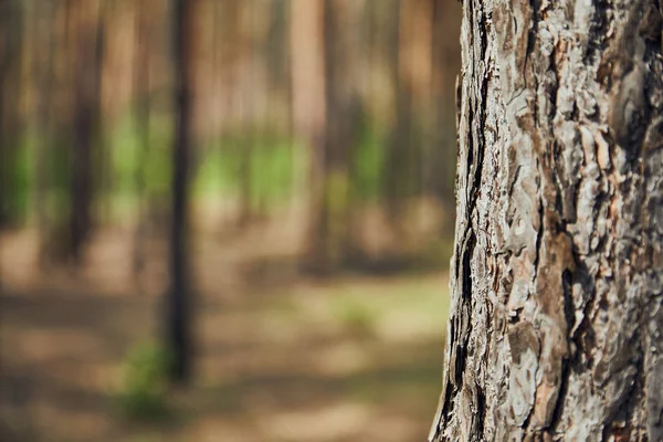 PAI27_depositphotos_270357080-stock-photo-close-view-textured-tree-forest