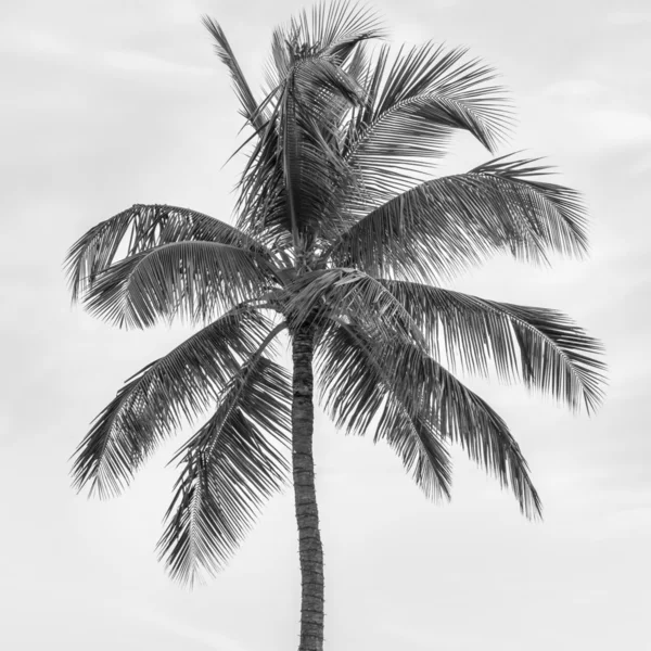 PAL13_depositphotos_90150864-stock-photo-palm-tree-in-black-and