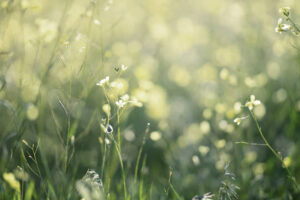 PYF010 - Flores