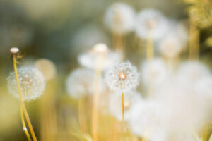 PYF013 - Flores