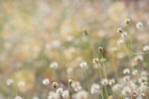 PYF017 - Flores