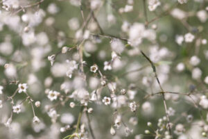 PYF018 - Flores