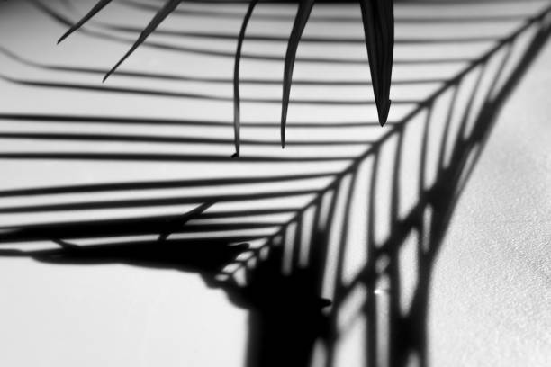 abstract background of shadows palm leaf on a white wall. White and Black