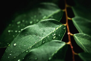 PYF077 - Plantas