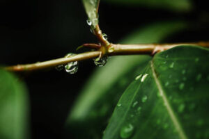 PYF078 - Plantas