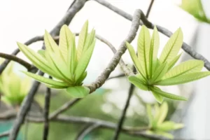 PYF081 - Plantas
