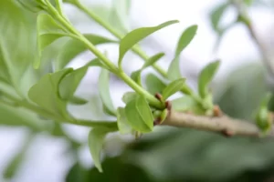 PYF082 - Plantas