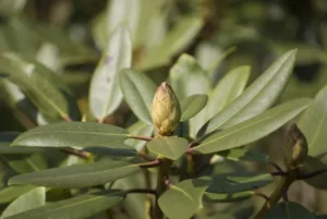 PYF084 - Plantas