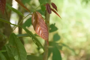 PYF086 - Plantas
