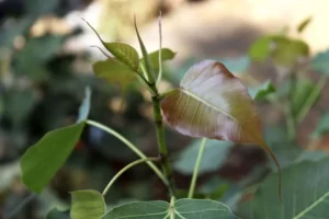 PYF087 - Plantas