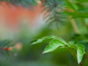 PYF088 - Plantas