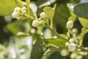 PYF091 - Plantas