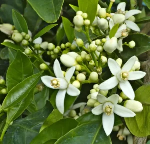 PYF092 - Plantas
