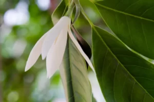 PYF093 - Plantas