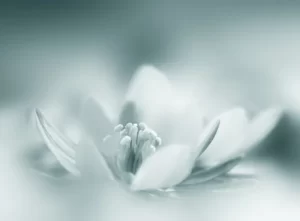 PYF095 - Plantas