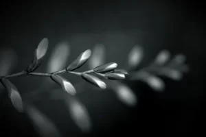 PYF096 - Plantas