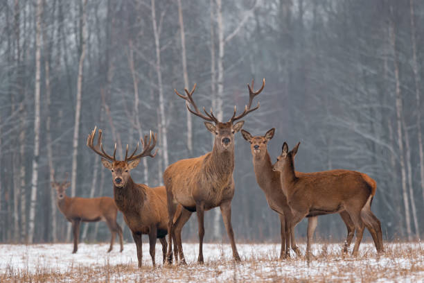 SUR74_istockphoto-876066088-612x612