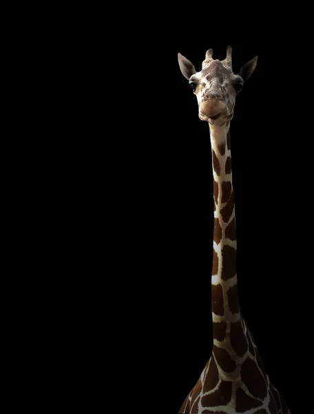 AS44_depositphotos_129604220-stock-photo-giraffe-hiding-in-the-dark