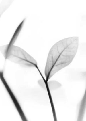 PYF098 - Plantas y Flores