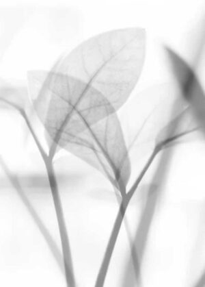 PYF099 - Plantas y Flores