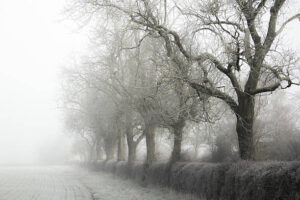 PAI066 - Arboles