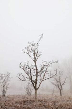 PAI073 - Arboles
