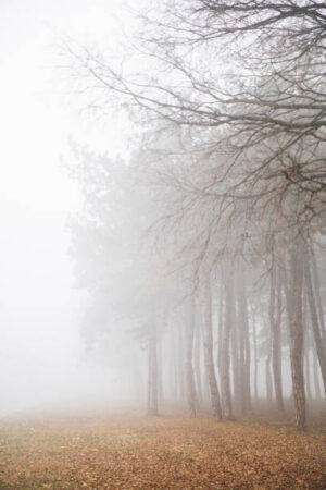 PAI074 - Arboles