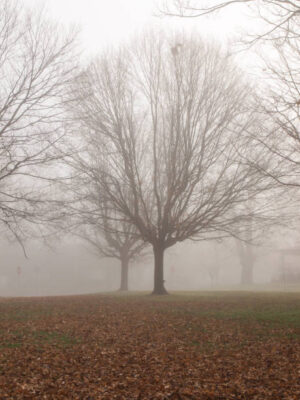 PAI078 - Arboles