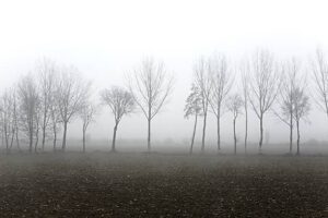 PAI087 - Arboles