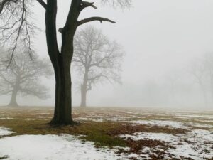 PAI096 - Arboles