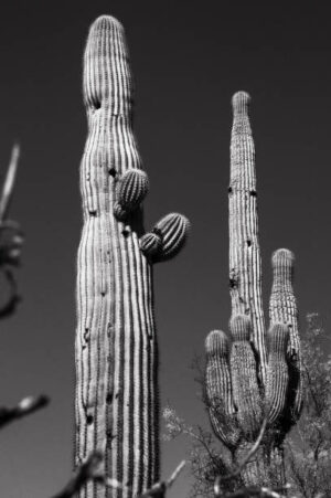 NOR052 - Paisaje Norte