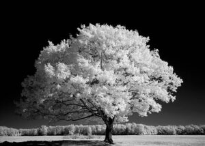 PAI107- Arboles