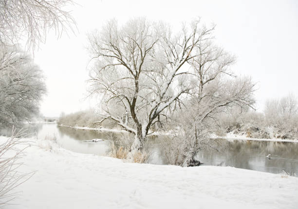 Frozen trees covered with frost