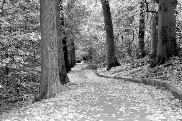 Landscape in autumn Hiking trail through the forest