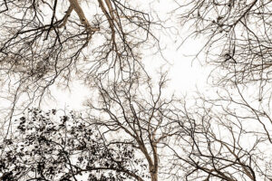 PAI143 - Arboles