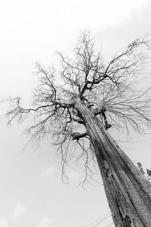 PAI153 - Arboles