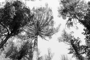 PAI154 - Arboles