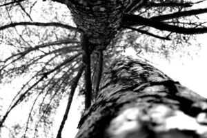 PAI155 - Arboles