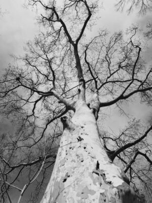PAI156 - Arboles