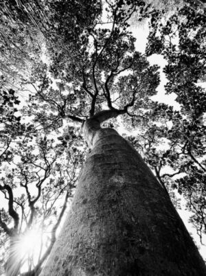 PAI158 - Arboles