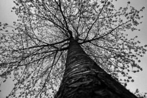 PAI159- Arboles
