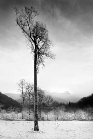 PAI160 - Arboles